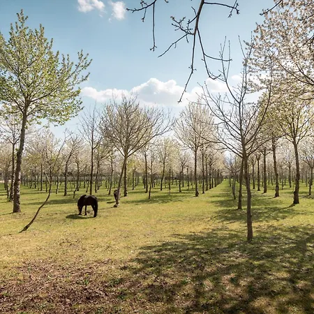 Il Giardino Dei Ciliegi