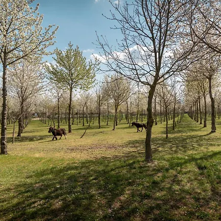Il Giardino Dei Ciliegi Passaggio di Assisi