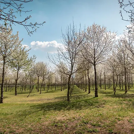 Il Giardino Dei Ciliegi * Passaggio di Assisi