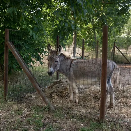 Il Giardino Dei Ciliegi Lantgård
